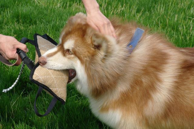 Dog Training Bite Tug Pillow Sleeve