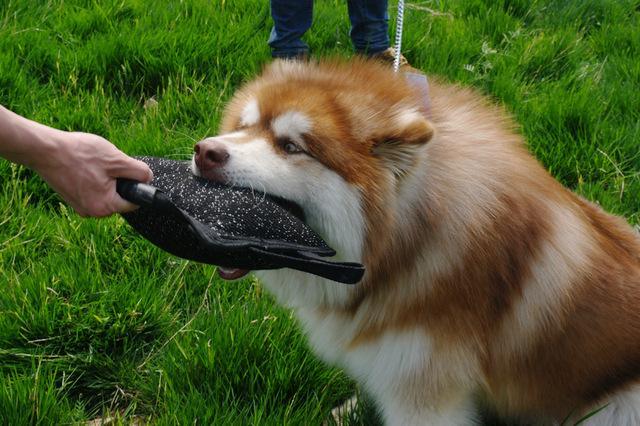 Dog Training Bite Tug Pillow Sleeve